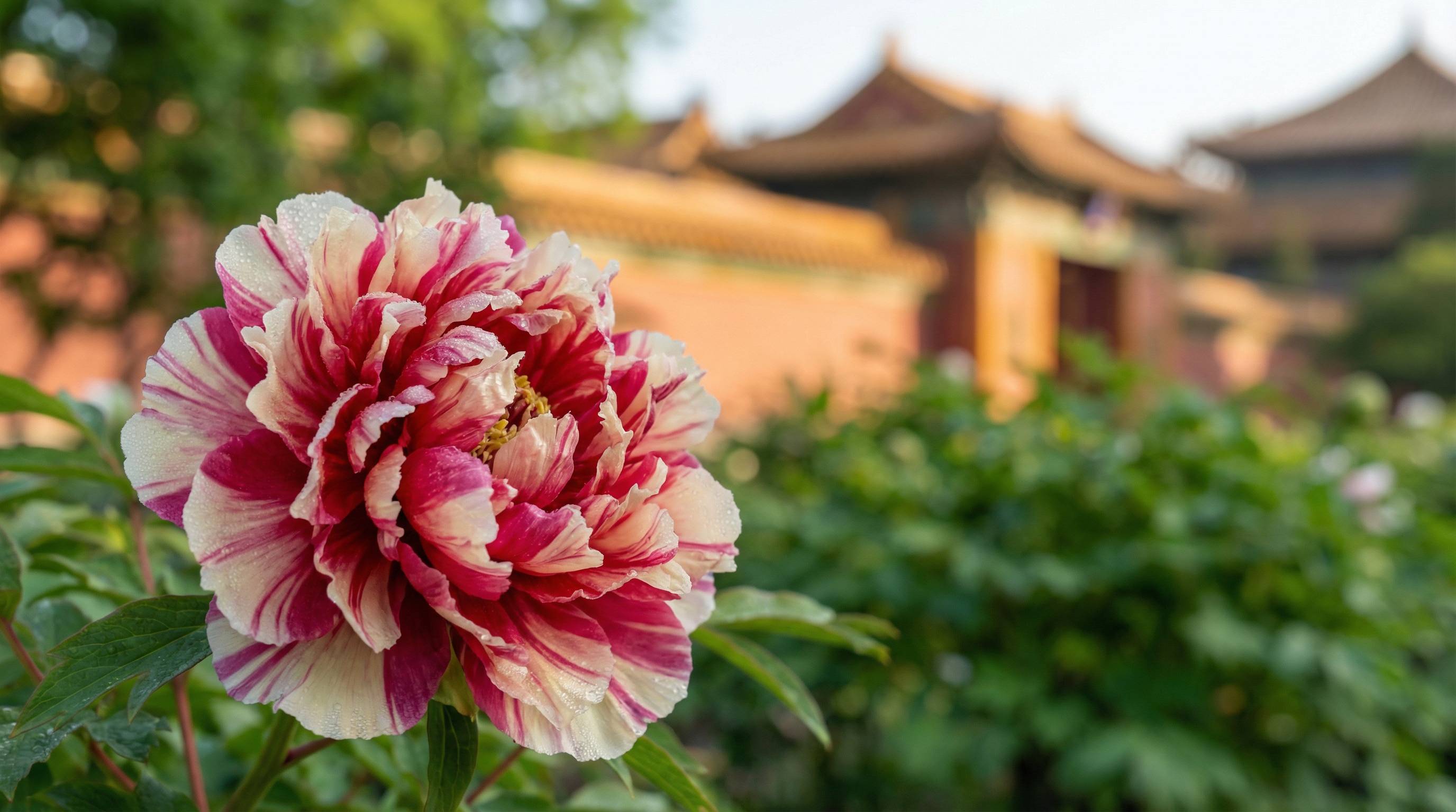 高清动漫植物视频 - 牡丹花开视频